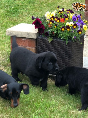 Labrador - �t��ata