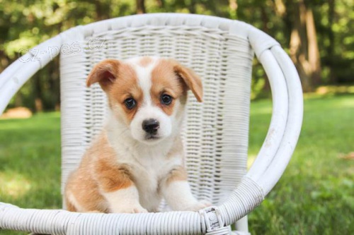 loaj�ln� �t��ata Welsh Corgi (Pembroke)