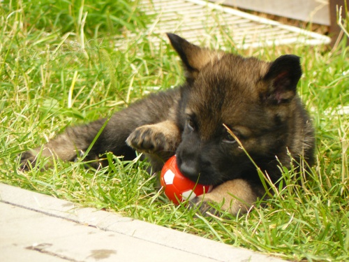 N�meck� ov��k, �t��ata s PP