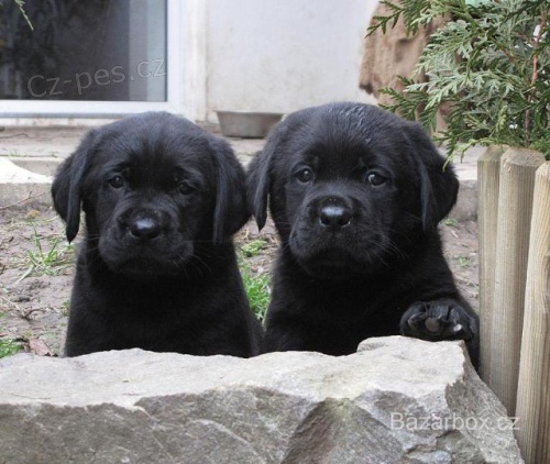 Labrador - sv�tl� �t���tka