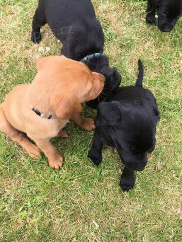 Labrador retriever - �t���tka 