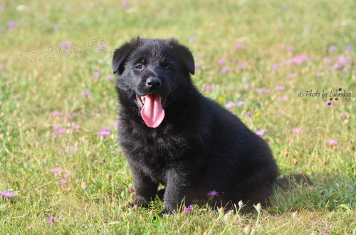 N�meck� ov��k �t��ata s PP