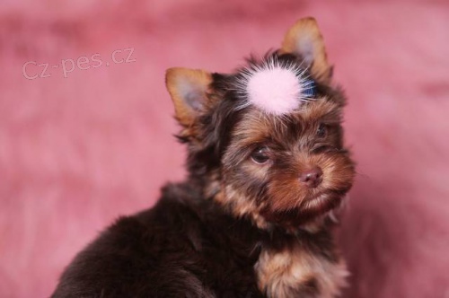 Barevn� Jork��rkov� s PP