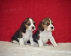 Zdrav� �t��ata Beagle
