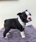 �t��ata Bostonsky Terrier