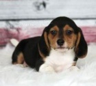 zdrav ttka Beagle pro pijet