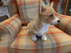 12 t�dn� welsh Corgi Pembroke �t��ata k dispozici@@