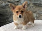 12 t�dn� welsh Corgi Pembroke �t��ata k dispozici()**