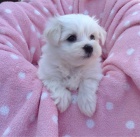 Samci a samice ❤️Malteskiy ❤️ �t��at p�ipraven� s dokumenty%%