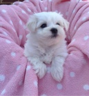 Samci a samice ❤️Malteskiy ❤️ �t��at p�ipraven� s dokumenty.**