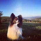 Nab�z�m ke kryt� papillona (mal� kontinet�ln� �pan�l)