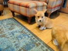 tata velsk Corgi Pembroke