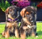 Prod�m �t��ata n�meck�ho ov��ka