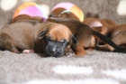 Rhodesian ridgeback