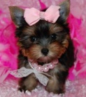 �t��ata Yorkshire Terrier