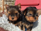N�dhern� �t��ata Yorkshire Terrier