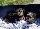 Kr�sn� Yorkies na prodej