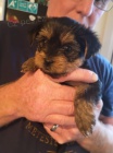 Kr�sn� Yorkies na prodej