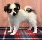 Tato hrd� nab�zen� �t���tka z drah�ch sobol� papillu pro miluj�c� a trval� dom�c� mazl��ky. Jsou sebev�dom� a odchoz� a byli l�skypln�