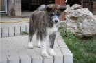Akita Inu s PP - ihned k odb�ru