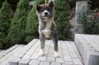Akita Inu s PP - ihned k odb�ru