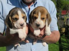 Ohromuj�c� �t��ata Beagle