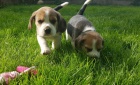 Ohromuj�c� �t��ata Beagle