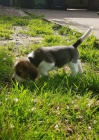 Ohromuj�c� �t��ata Beagle