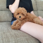 Hra�ky pudlov� k dispozici