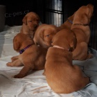 Labradorsk� retr�vr �t�n�tka 