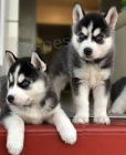 Kr�sn� �t���tka husky vlk bez rodokmenu