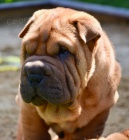 �arpej - �t��ata