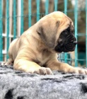 K dispozici jsou �t��ata Bullmastiff