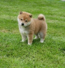 �t�n� shiba Inu