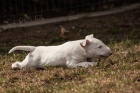 Bull Terrier �t��ata K adopci