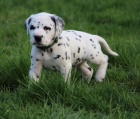 Registrovan� dalmatinci