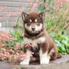 mu�sk� a �ensk� alja�sk� malamut k adopci