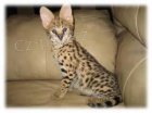 Rozko�n� Savannah - serval - Ocelot - caracal ko��tka na prodej