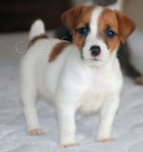 �ist� �t��ata Jacka Russella. Kr�sn� ozna�en�. Hladk� pl�t�. Mu�i a �eny. V�echno ��astn� a zdrav�. Vyr�stal v rodinn�m dom� s dal��mi psy, ko�kami a d�tmi. �okovan� a aktu�ln� v z�b�rech. ڞasn� temperament