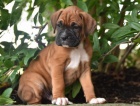 dv� kr�sn� �t���tka z boxersk�ch ps� a samic pro adopci spolu s va��m ��slem Whatsapp