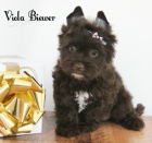 Jork��rsk� Teri�r s PP