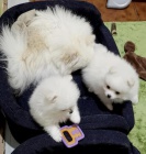 dv� kr�sn� �t��ata akita, kter� hledaj� nov� domov, jsou ji� zdravotn� a maj� rodokmen