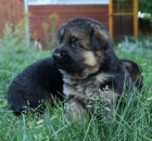 N�m�ck� ov��k-�t���tka