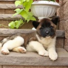 t�i adoptovateln� akity pro adopci zdarma.1 mu�i a 2 �eny