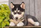 adoptivn� kr�sn� mu�sk� a �ensk� sibi�sk� husky