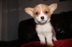 Roztomil� a kr�sn� �t���tka Welsh Corgi pembroke