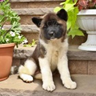 t�i adoptovateln� akity pro adopci zdarma.1 mu�i a 2 �eny