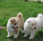 t�i adoptovateln� akity pro adopci zdarma.1 mu�i a 2 �eny