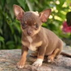 dv� roztomil� �t���tka �ivavy pro adopci zdarma