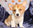 Velsk Corgi Pembroke